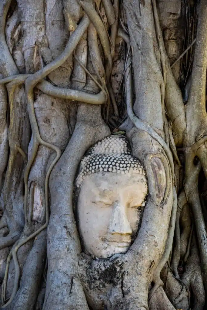 Buddha Head Wat Mahathat